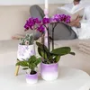 Orchidées Colibri | Orchidée Phalaenopsis violette - Voir les images du produit 14