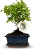 Zynesflora Echter Bonsai Baum Keramik Schale - Produktbild-Vorschau 1