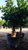 Sunny Tree – drzewo limonkowe – 30 lat – Citrus Latifolia – Podgląd zdjęcia produktu 3