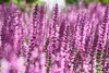 Stauden Gänge 1 x Salvia nemorosa 'Sensation Pink ®' im 1 Produktbild-Vorschau 7