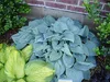 Stauden Gänge 3 x Hosta plantaginea 'Fragrant Blue' im 1 Produktbild-Vorschau 4