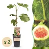 Feigenbaum Ficus carica Brown Turkey 2 Pflanzen Ø15cm 50cm Produktbild-Vorschau 2