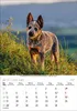 Korsch Kalender 2027: Hunde – Mit wechselnden Tiermotiven Produktbild-Vorschau 12