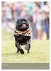 Mops-Rennen (Wandkalender 2027 DIN A4 hoch), CALVENDO Produktbild-Vorschau 15