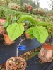 Figuier à oreilles d'éléphant (Ficus auriculata)  - 20 Voir les images du produit 5