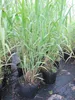 Arundo donax - Pfahlrohr-Riesenschilf - Spanisches Rohr - Produktbild-Vorschau 1