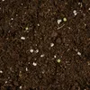 COMPO SANA Qualitäts-Blumenerde ca. 50% weniger Gewicht, 50 Produktbild-Vorschau 3