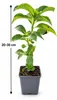 Hortensia paniculé 'Bodensee', 20–30 cm – Hydrangea Voir les images du produit 5