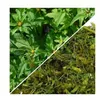 Herbs from Poland Dreiteiliger Zweizahn – Hautpflegend, Produktbild-Vorschau 2