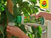 Flüssigdünger Für Grünpflanzen 0,5L Compo Produktbild-Vorschau 3