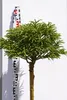 Cryptomeria japonica Little Diamond - japanische Produktbild-Vorschau 3