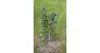 Merco Climber opora pro rostliny délka 150 cm Výška: 120 cm Náhled obrázku produktu 4