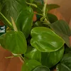 1x Philodendron Scandens P12 H15 Produktbild-Vorschau 6