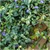 Plants by Frank | 48 Immergrün Pflanzen | Vinca Minor | Produktbild-Vorschau 2