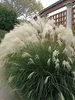 Stauden Gänge 3 x Miscanthus sinensis 'Yaku Jima' im 1 Produktbild-Vorschau 3