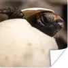 MuchoWow® Poster Schildkröte - Baby - Ei 50x50 cm - Produktbild-Vorschau 1
