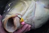 Tandem Baits SuperFeed Diffusion Mini Fluo Pop-Up Coco Produktbild-Vorschau 2