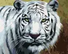 Zuty - Malen nach Zahlen - WEISSER TIGER ANSICHT PORTRÄT Produktbild-Vorschau 1