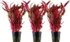 Aquarium Pflanze 3 Stück Alternanthera reineckii 'Pink' Produktbild-Vorschau 1