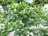 Kaviarlimette 65 - 75 cm | grüner Kaviar | Zitrusbaum | Produktbild-Vorschau 9