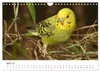 Wellensittiche - der NEUE Kalender (Wandkalender 2027 DIN Produktbild-Vorschau 7
