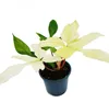Philodendron Florida Ghost (Nazywany również Podgląd zdjęcia produktu 1