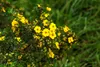 SAFLAX - Chwast Gęsi - 20 Nasiona - Potentilla anserina Podgląd zdjęcia produktu 7