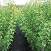 Aprikose `Kuresia´ Aprikosenbaum - Buschbaum Topfballen Produktbild-Vorschau 3