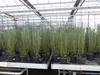 3 Stück echter Rosmarin Officinalis 50-60 cm Höhe, XL Busch Produktbild-Vorschau 2