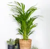 Bloomique - Dypsis Lutescens - Goldfruchtpalme - Areca Produktbild-Vorschau 2