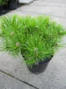 Pinus densiflora Low Glow - japanische Zwergrotkiefer Low Produktbild-Vorschau 2