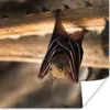 MuchoWow® Poster Baby - Fledermaus - Holz 75x75 cm - Wand Produktbild-Vorschau 1