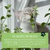 Katzenminze Samen Saatband 80 x 10 cm (Nepeta cataria) - Produktbild-Vorschau 3