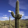 Saguaro-Kaktus (Carnegiea gigantea)  - 10 Samen Produktbild-Vorschau 1