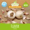 Artikelbild 3 von 'Winterpflanzknoblauch Flavor' aus der Kategorie Pflanzknoblauch Produktbild-Vorschau