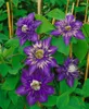 Clematis Hybride 'Multi Blue', Clematis, blau, 80–100 cm Produktbild-Vorschau 10