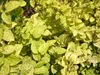 Caprifoglio Aureoreticulata giapponese 2L Anteprima dell’immagine prodotto 6