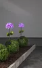 LED-Solarstab 'Hortensia', pink Produktbild-Vorschau 13