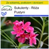SAFLAX - Zestaw do uprawy - Róża Pustyni - 8 Nasiona - Z Podgląd zdjęcia produktu 8