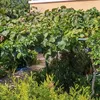 Weinrebe Delaware, 0.3 m hoch, starkwüchsig, süße Früchte Produktbild-Vorschau 4