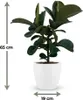 Plante caoutchouc - Ficus Elastica Cloe - Vert - Peu Voir les images du produit 5