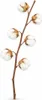 Baumwollzweig Natur 65–75cm - Getrocknet - 6 Dolden - Boho Produktbild-Vorschau 1
