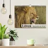 Löwen. Majestätische Kraft (Wandkalender 2027 DIN A4 quer), Produktbild-Vorschau 3