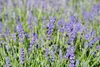Stauden Gänge 3 x Lavandula angustifolia 'Essence Purple' - Produktbild-Vorschau 5