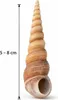 A single Turritella terebra shell is shown against a white background with a ruler indicating its size. Produktbild-Vorschau