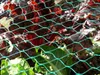 A close-up view of a garden net covering red leafy vegetables. Náhled obrázku produktu