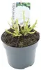 Hydrangea 'Teller White' (wit/blanc) - Hortensien  40- 60 Produktbild-Vorschau 2