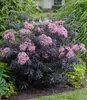 BALDUR Garten 2x Terrassen-Holunder Cherry Lace®, Pflanze Produktbild-Vorschau 1