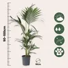 Kencja - Howea forsteriana - Wysokość 90-100cm - ⌀18cm Podgląd zdjęcia produktu 2