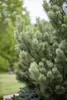 Pinus sylvestris 'Watereri', Kiefer, kompakt, 50–60 cm Produktbild-Vorschau 5